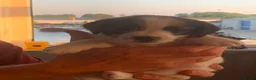 Jack Russel Terriër honden te koop: Ruwharige Jack Russell pups met stamboom - Advertentie 18