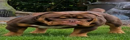 Old English Bulldog honden ter dekking: Dekreu  - Advertentie 3