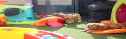 Kruising honden te koop: Prachtig mini Australian labradoodle pupjes - Advertentie 16