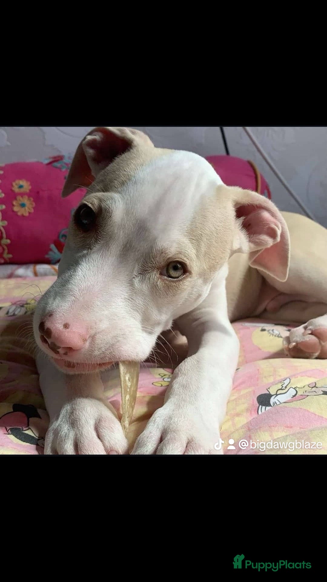 American Staffordshire Terriër honden ter dekking: Ik stel mijn lieve hond beschikbaar als dekreu - Afbeelding 2