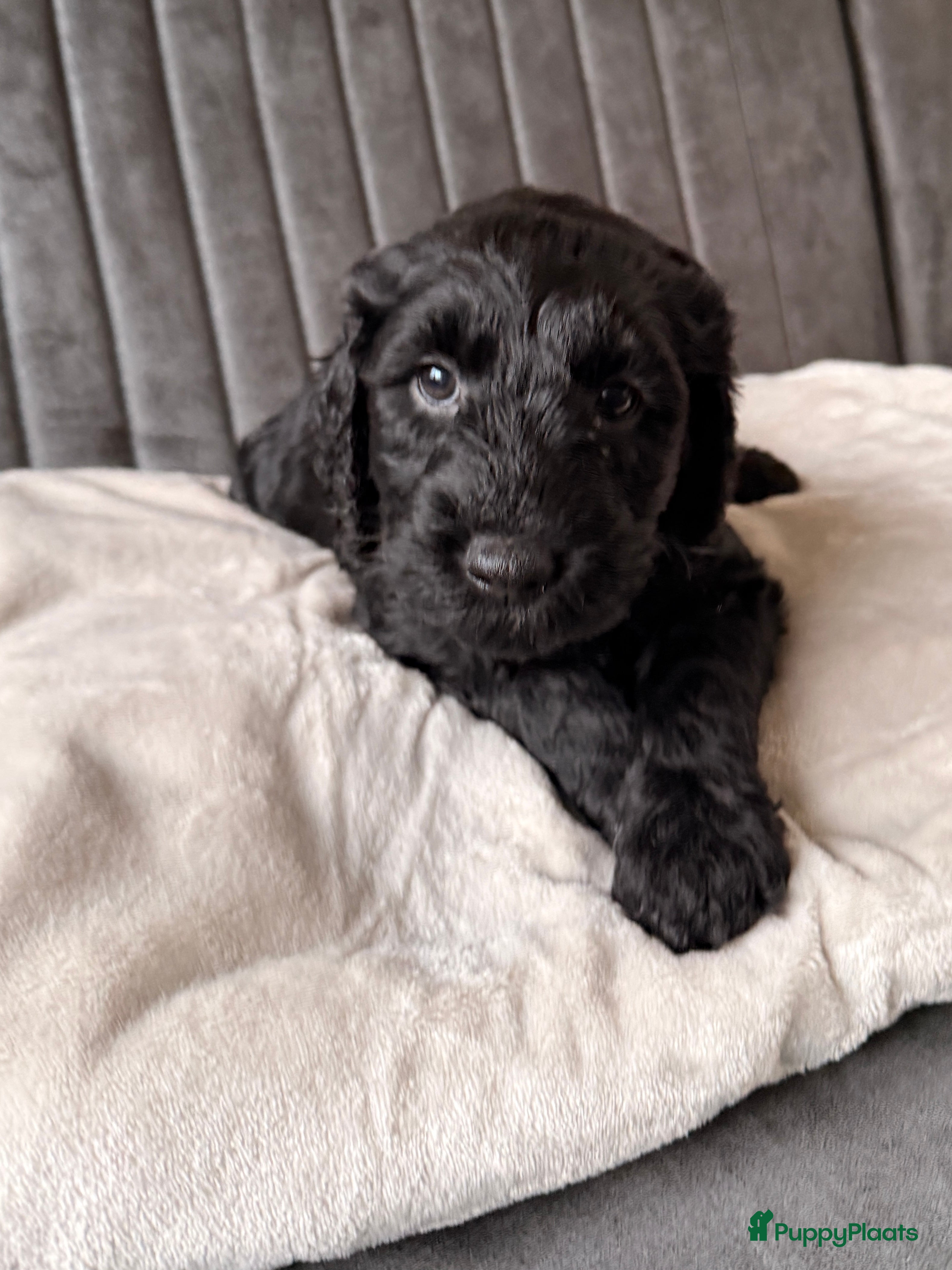 Kruising honden Goldendoodle/labradoodle - doubleDoodle nog 1 pup  - Advertentie 2