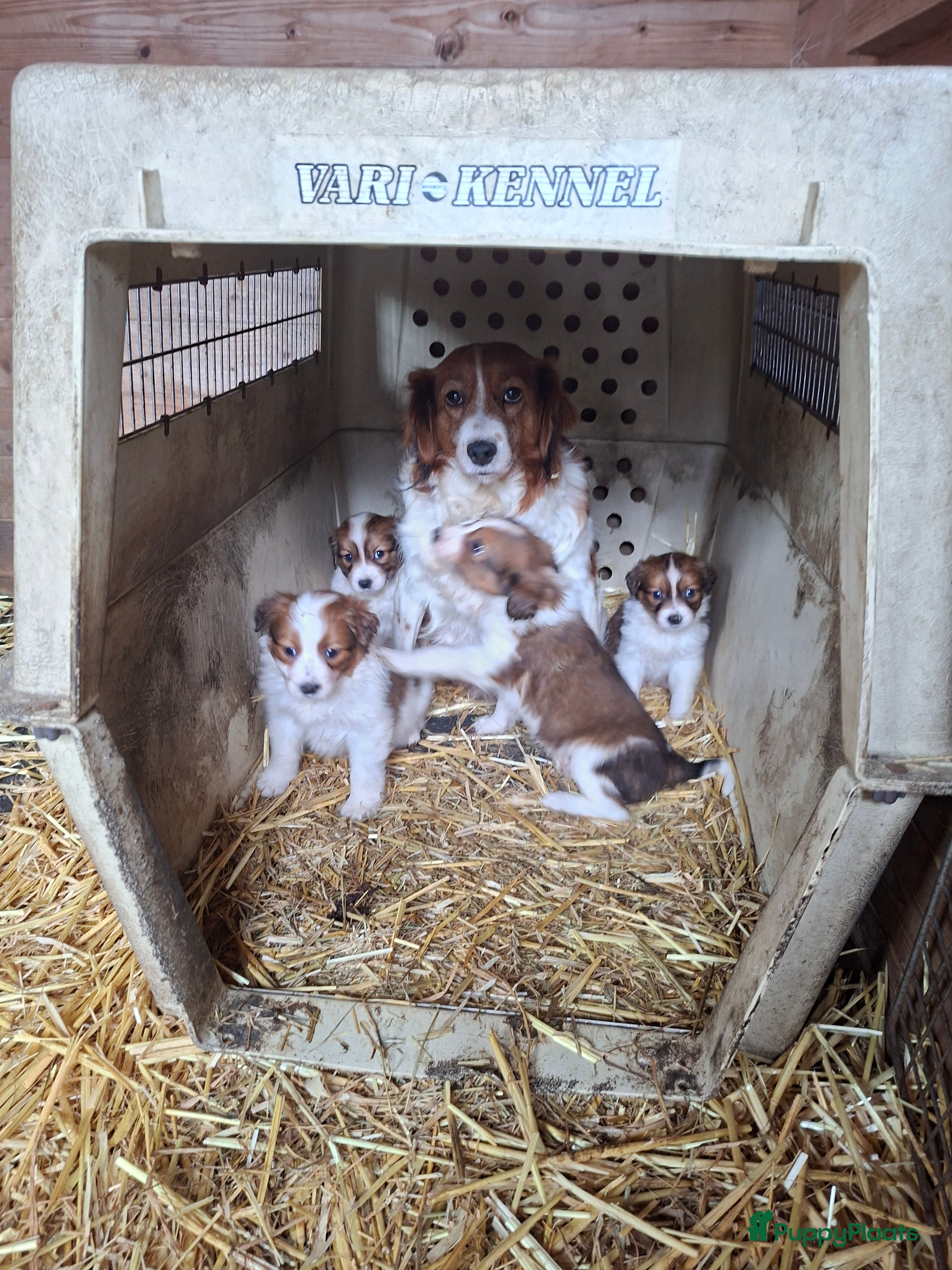 Kooikerhondje honden Kooikerhondje puppys - Advertentie 2