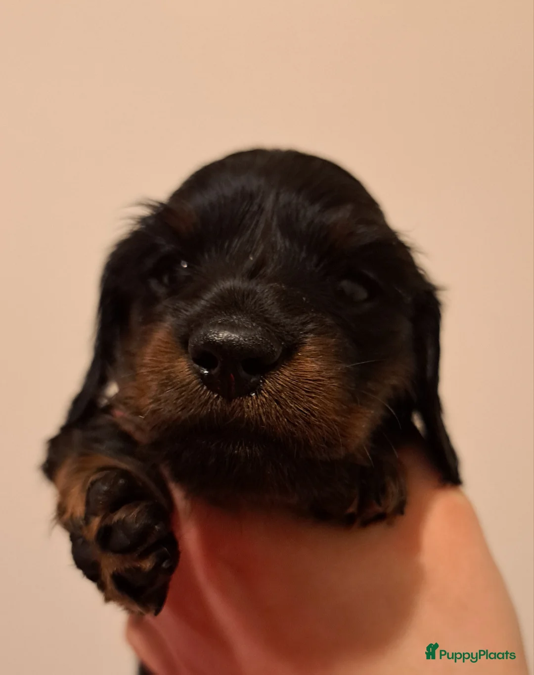 Teckel (langhaar) honden te koop: Dwerg langhaar puppies - Advertentie 2