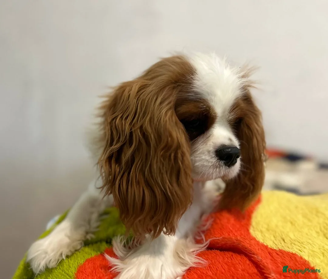 Cavalier King Charles Spaniel honden te koop: Cavalier King Charles Spaniel - Advertentie 1