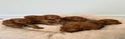 Poedel Toy honden te koop: Vrolijke rode Toy Poedel pups. - Advertentie 2