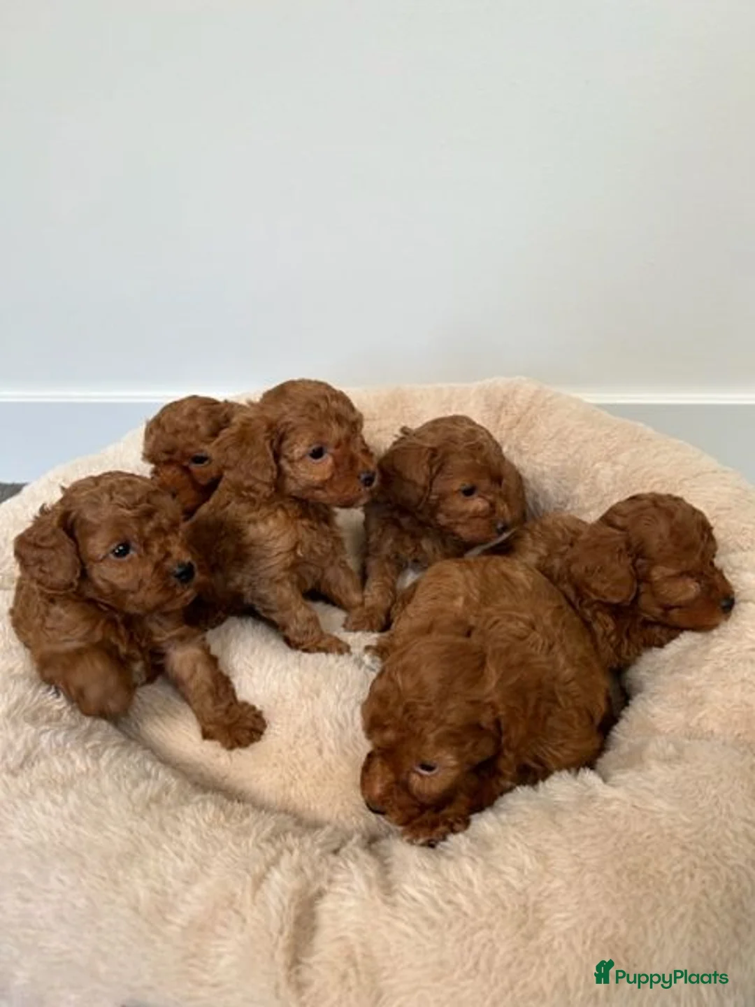 Poedel Toy honden te koop: Vrolijke rode Toy Poedel pups. - Advertentie 2