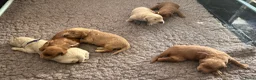 Australian Labradoodle honden te koop: Australische labradoodle pups - Advertentie 8