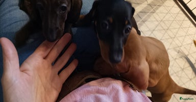 Teckel (korthaar)  honden - Advertentie 14