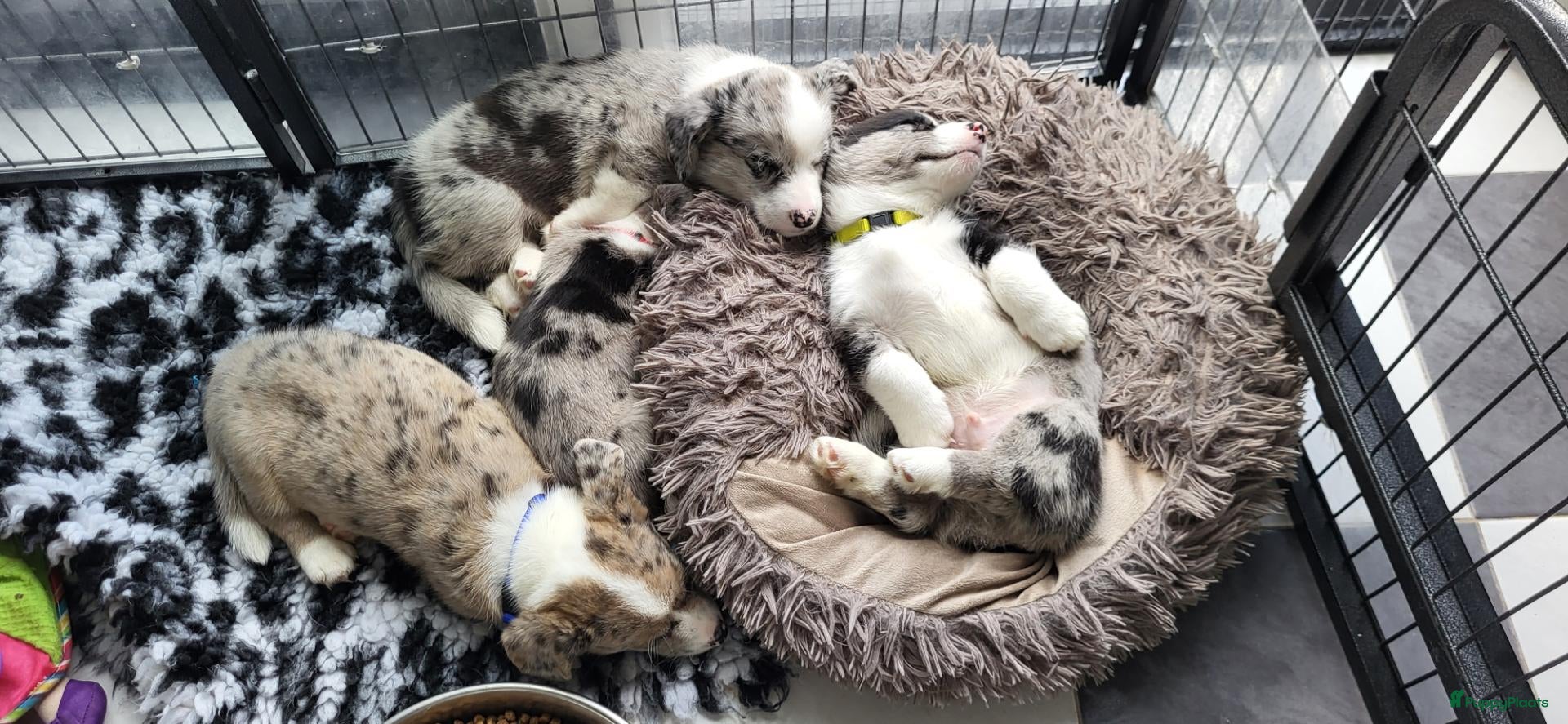 Welsh Corgi Cardigan honden Welsh corgi cardigan pups, blue merle - Advertentie 1