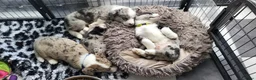 Welsh Corgi Cardigan honden te koop: Welsh corgi cardigan pups, blue merle - Advertentie 1