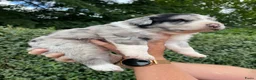 Kruising honden te koop: UNIEKE Wetterhoun X Australian Shepherd pups - Advertentie 11