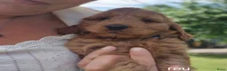 Cockapoo honden te koop: Cockapoo pups zoeken nieuw thuis - Advertentie 4