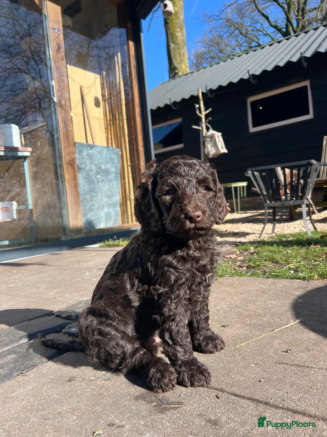 Kruising honden te koop: cockapoo x australian labradoodle chocobruin  - Advertentie 2