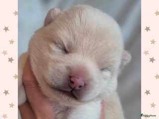 Kruising honden Prachtige Pomsky x Shiba pups - Advertentie 3