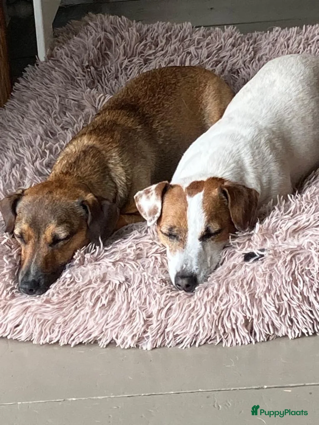 Jack Russel Terriër honden te koop: Onze Jack Russell Nel heeft pups - Advertentie 2