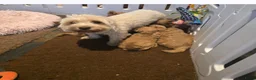 Maltipoo honden te koop: Mooie Maltipoo Pups puppies ( toy poedel ) - Advertentie 7
