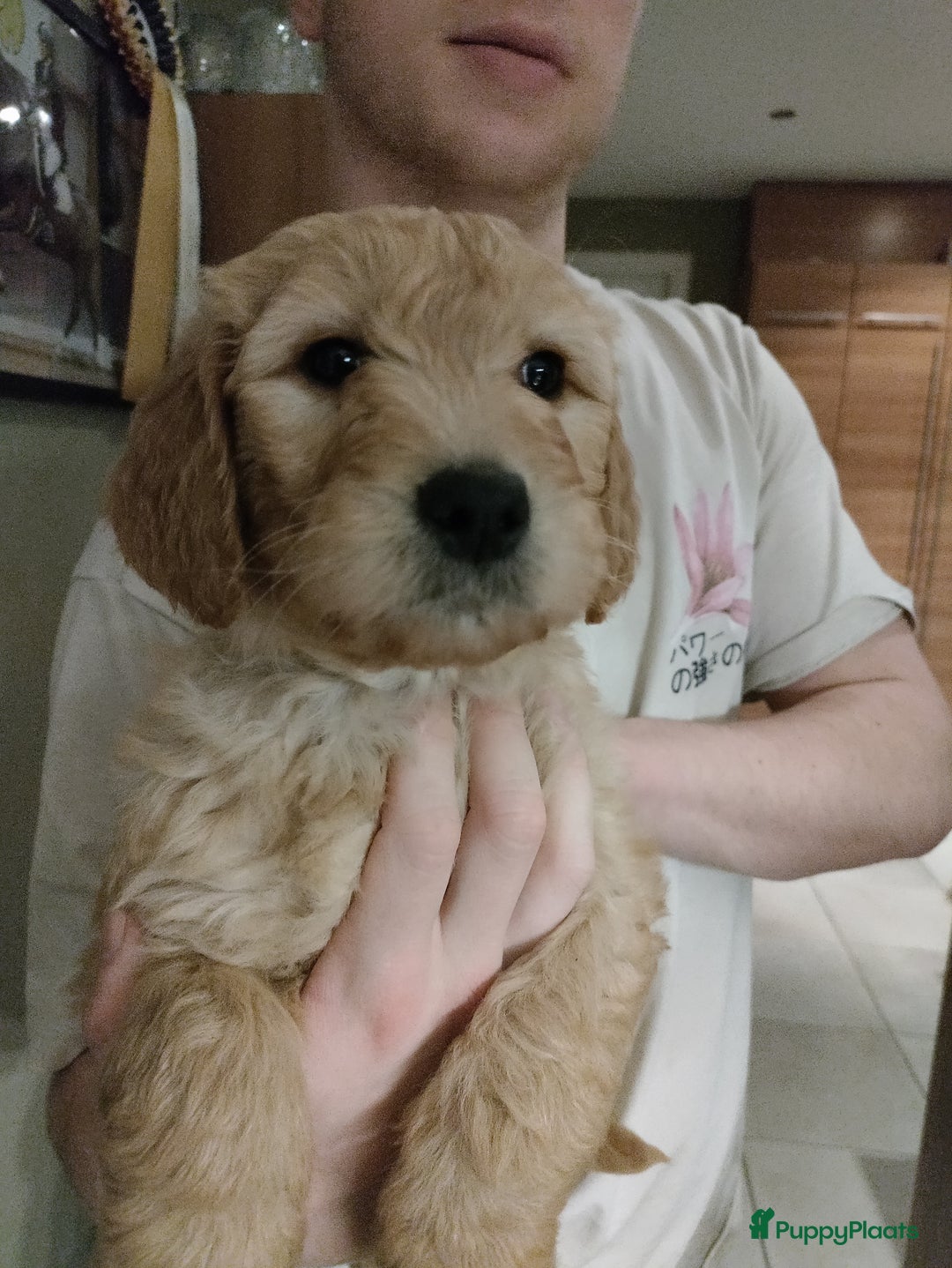 Goldendoodle honden te koop: Lieve Golden Doodle teefjes  - Advertentie 2