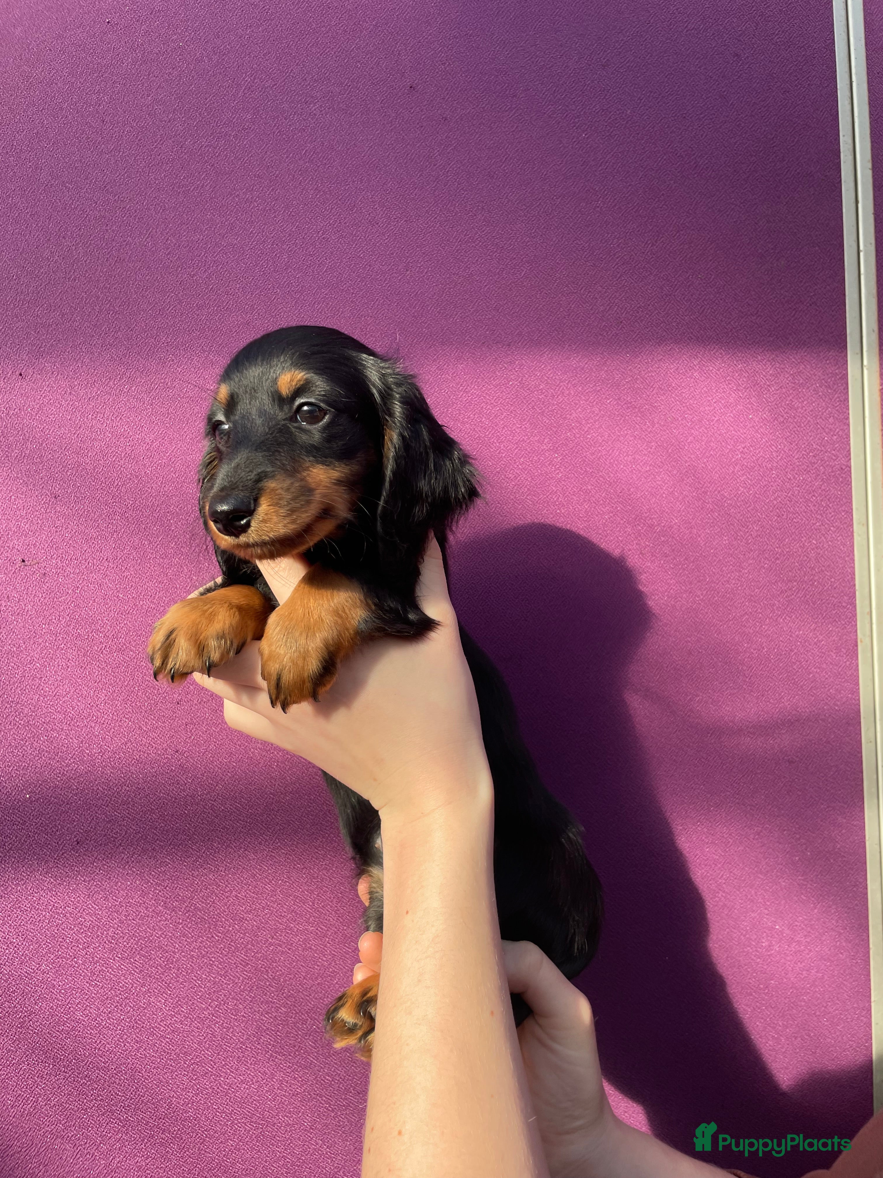 Teckel (langhaar) honden Leuke standaard langharige teckelpups - Advertentie 2