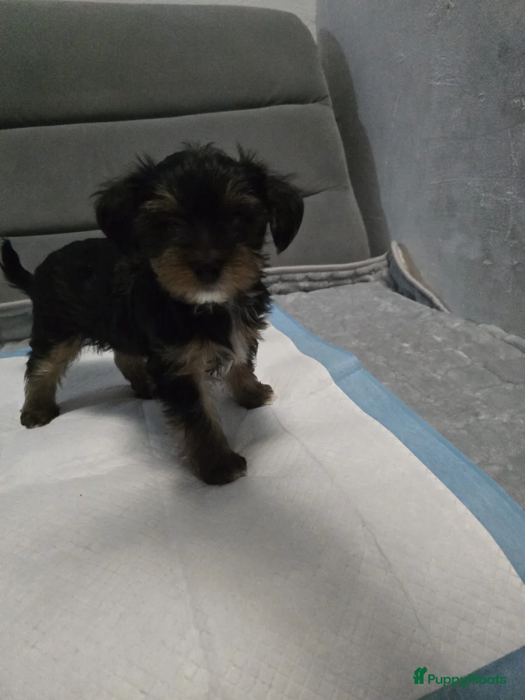 Yorkshire Terriër honden te koop: Yorkshire terrier pupps in Den Haag - Advertentie 7