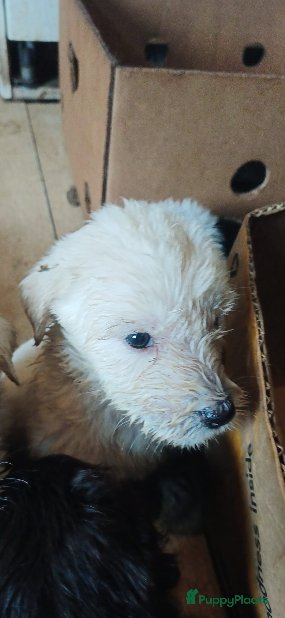 Kruising honden te koop: Ben jij het baasje van een van deze mooie puppy's? - Advertentie 26