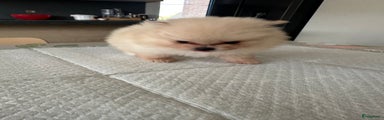Pomeriaan Puppy 1