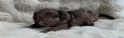 Labradoodle honden te koop: Nog 3 prachtige Labradoodle puppy’s beschikbaar - Advertentie 28