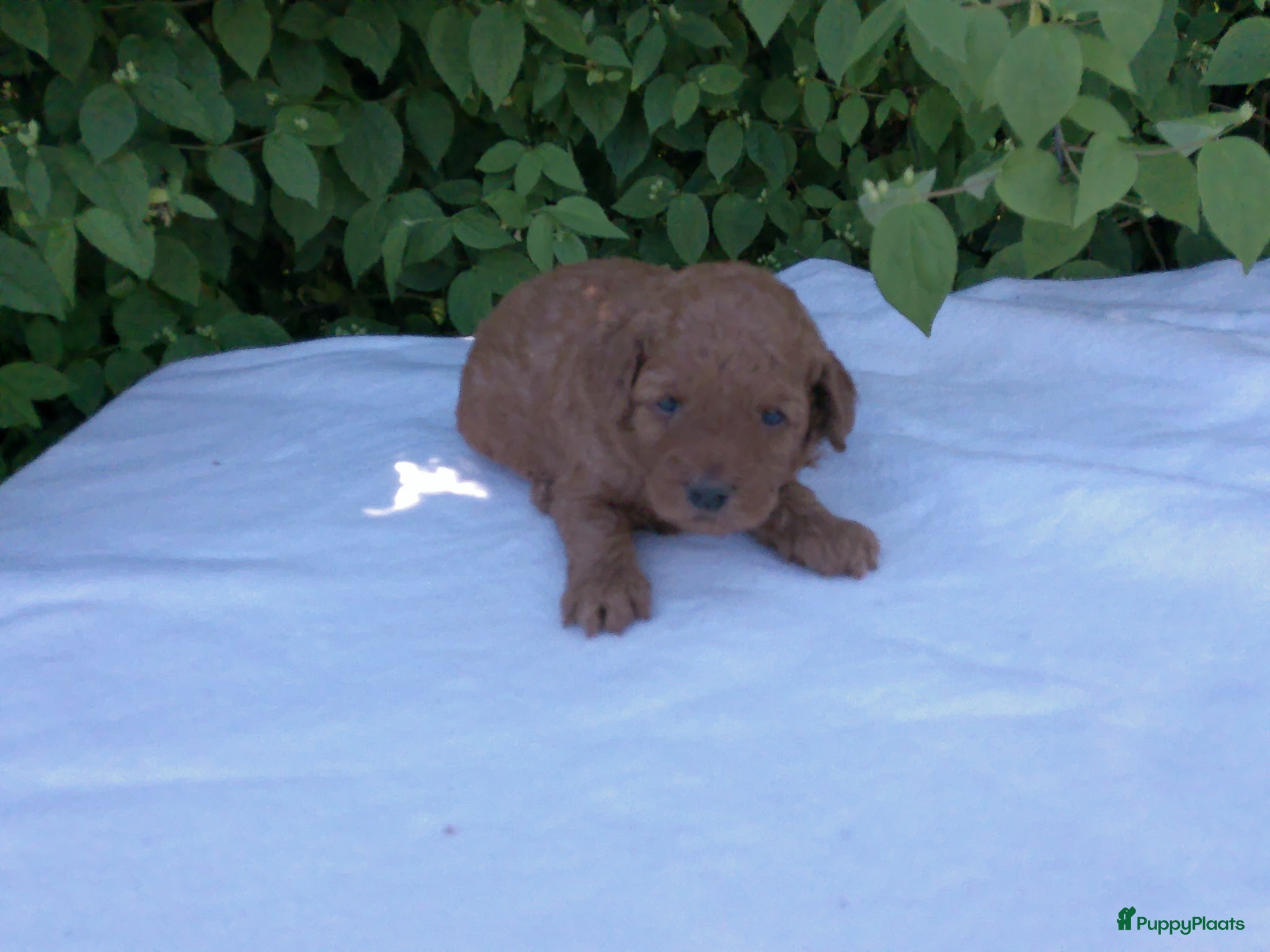Poedel honden Toypoedel pups / dwergpoedel pups - Advertentie 16