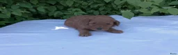 Poedel honden te koop: Toypoedel pups / dwergpoedel pups - Advertentie 1