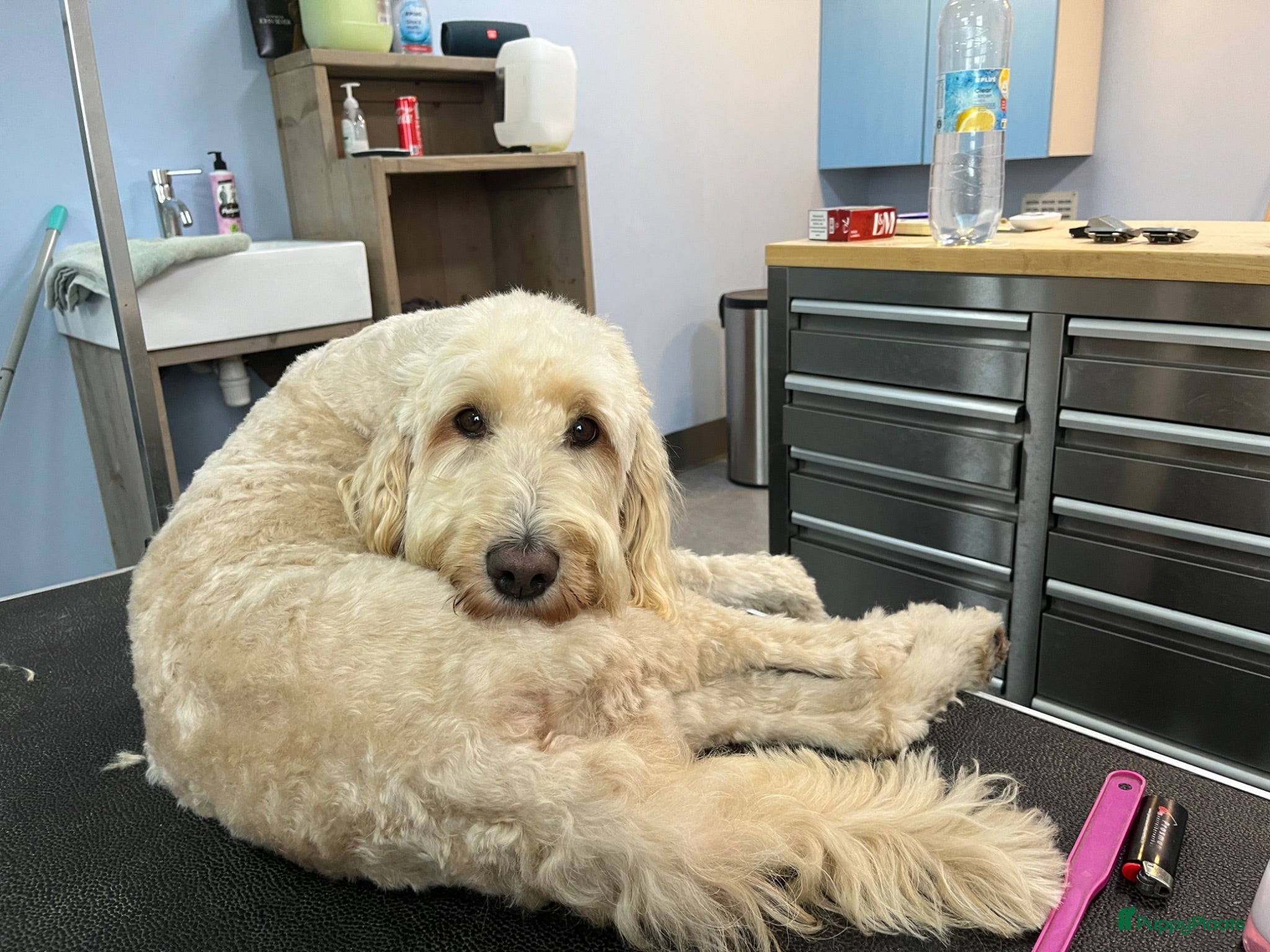 Kruising honden  Goldendoodles, medium - Advertentie 2