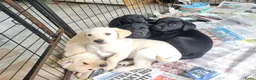 Labrador Retriever honden te koop: STAMBOOM FIELDTRIAL LABRADOR PUPS - Advertentie 12