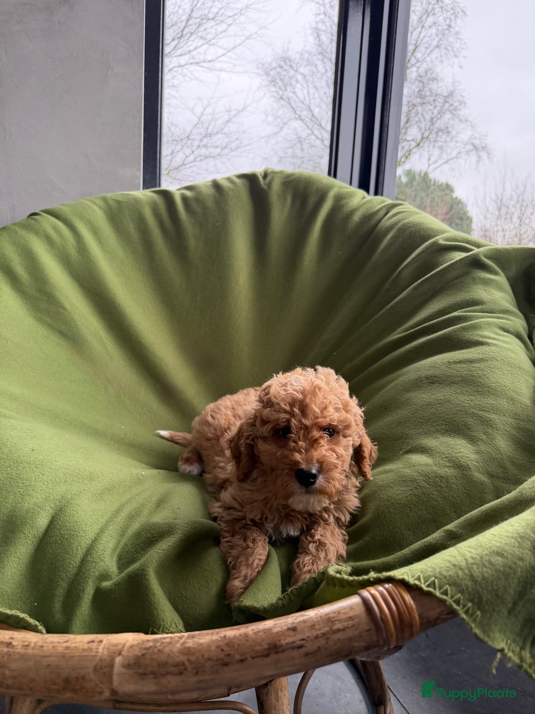 Labradoodle honden te koop: Mini Doodle (Dwergpoedel x Labradoodle) pups - Advertentie 16