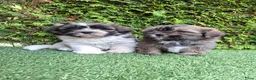 Malshi honden te koop: Zeer mooie speelse boomer pups.  - Advertentie 3