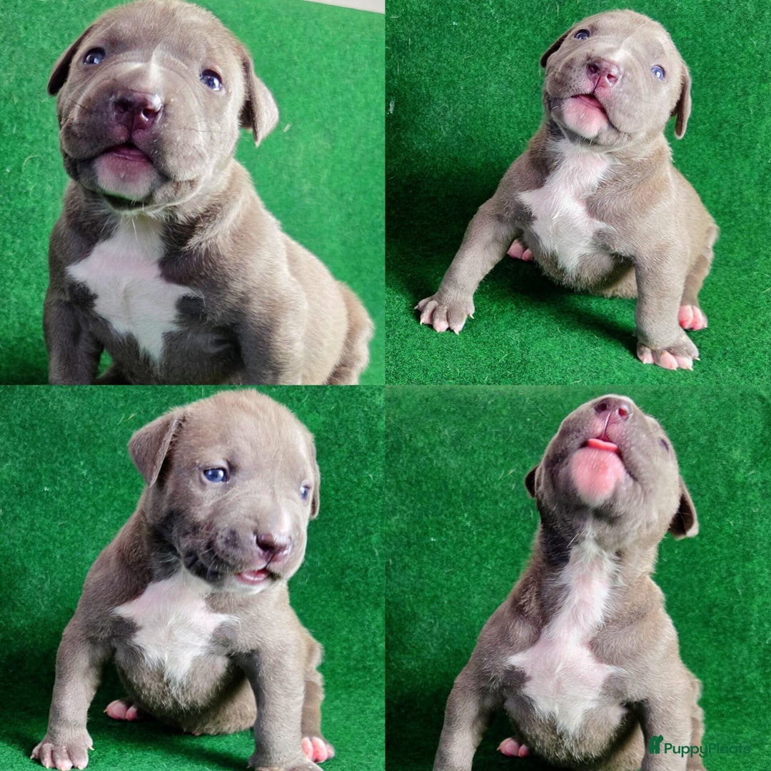 Amerikaanse Bully honden te koop: ABKC XL Meets DBKC XXl - Advertentie 13