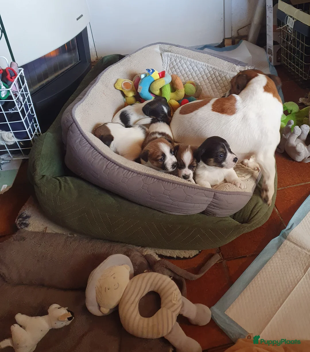 Jack Russel Terriër honden te koop: Speelse gezonde RASZUIVER JACK RUSSELpups LAAGBEEN - Advertentie 11