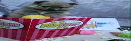 Pomeriaan honden te koop: Mooie pomeranian/ dwergkees pups met fci stamboom - Advertentie 10