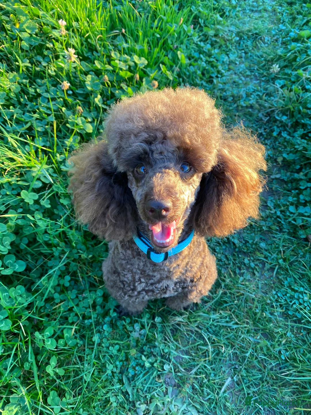 Dwergpoedel honden te koop: Dwerg Toy poedel pup - Advertentie 8