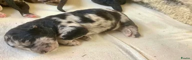 Bernedoodle Puppy 3