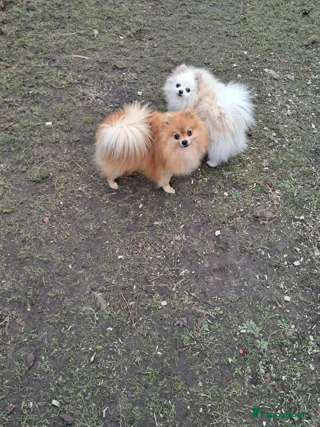 Pomeriaan honden te koop: Pomeriaan puppy - Advertentie 6