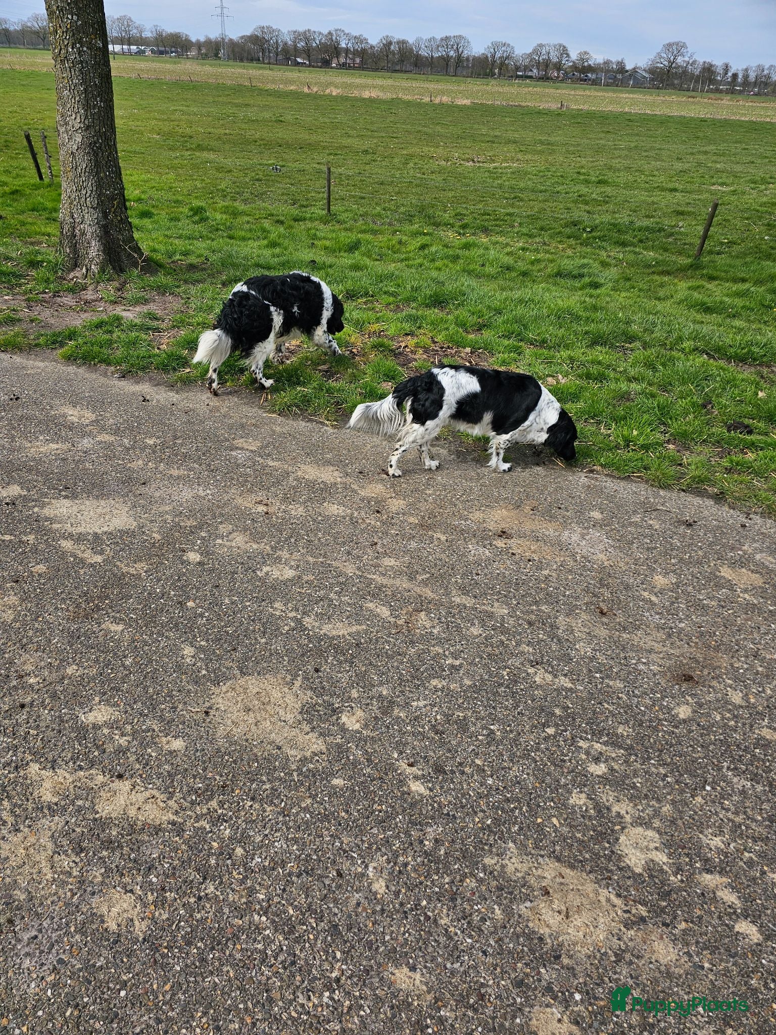 Friese Stabij honden mooie stabij pups - Advertentie 1
