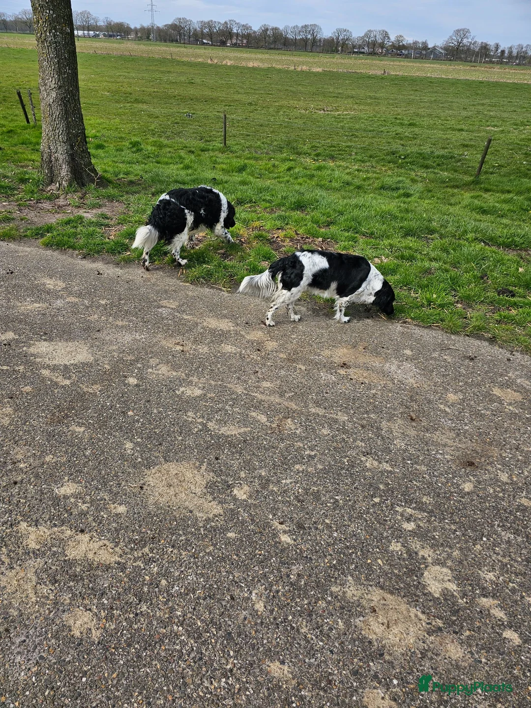 Friese Stabij honden te koop: mooie stabij pups in IJhorst - Advertentie 1