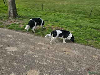 Friese Stabij honden mooie stabij pups - Advertentie 8