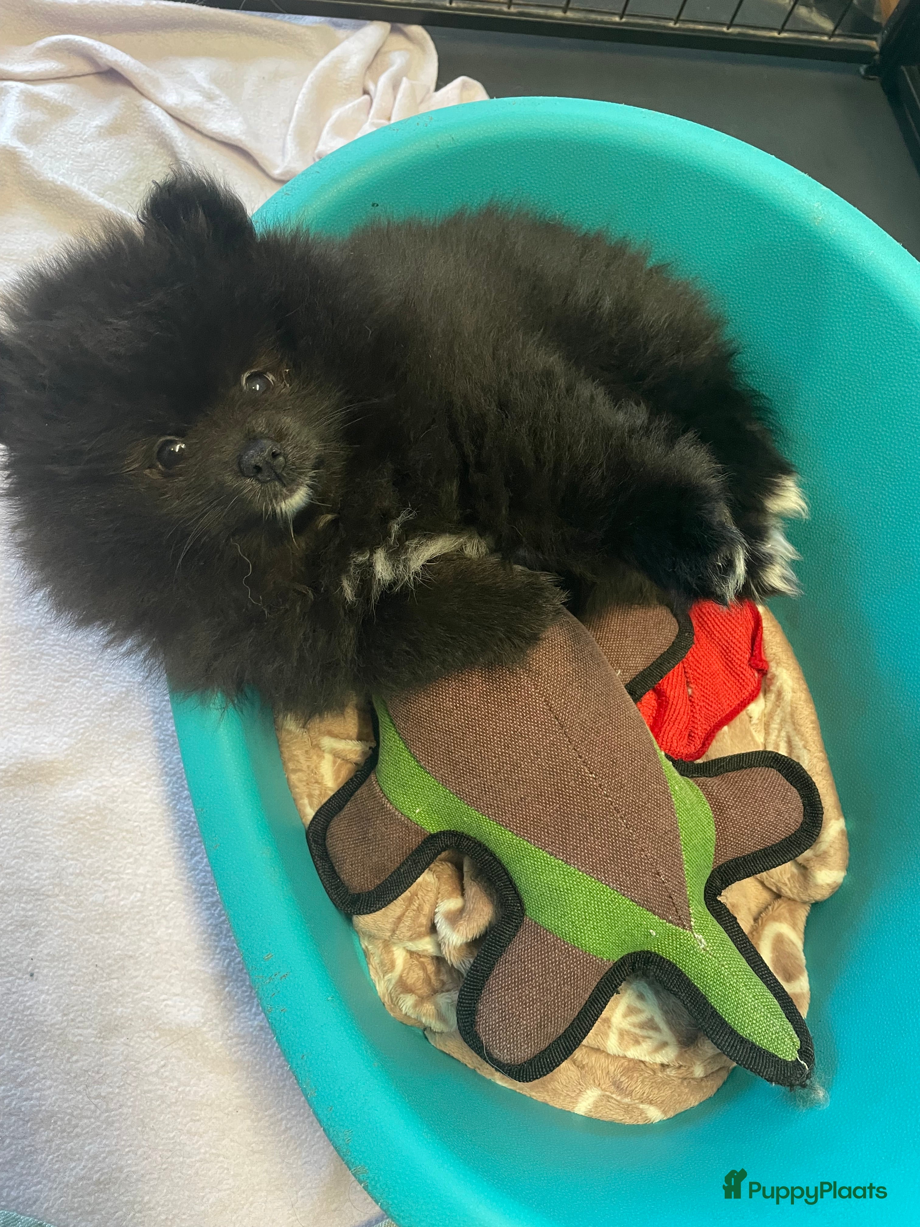 Pomeriaan honden 2 Prachtige pomeriaan/dwergkees pups. 💙💜 - Advertentie 2