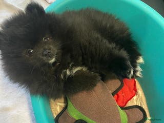 Pomeriaan honden 2 Prachtige pomeriaan/dwergkees pups. 💙💜 - Advertentie 2