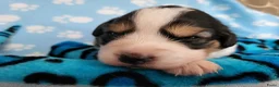 Australian Shepherd honden te koop: Australian Shepherd pupje met FCI stamboom - Advertentie 18