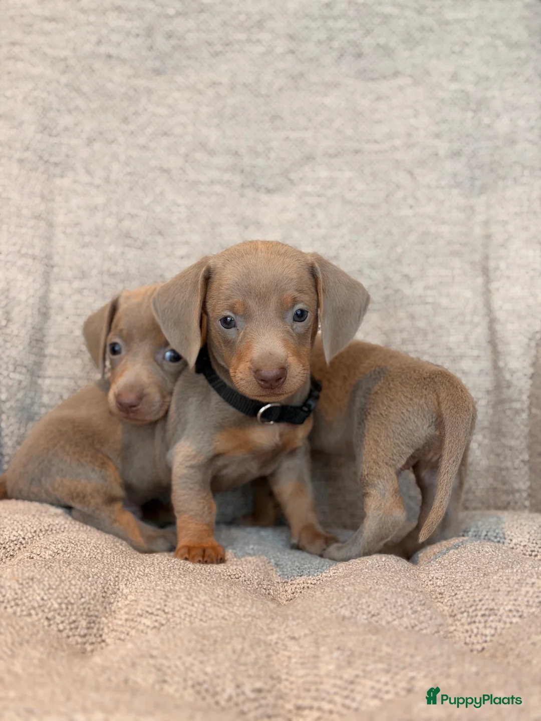Teckel (korthaar)  honden te koop: Dwergteckel pups korthaar zoeken een fijn thuis - Advertentie 2