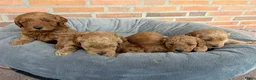 Labradoodle honden te koop: Labradoodle pups  - Advertentie 27