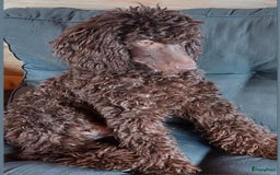 Cockapoo honden te koop: Nestje cockapoo  - Afbeelding 2