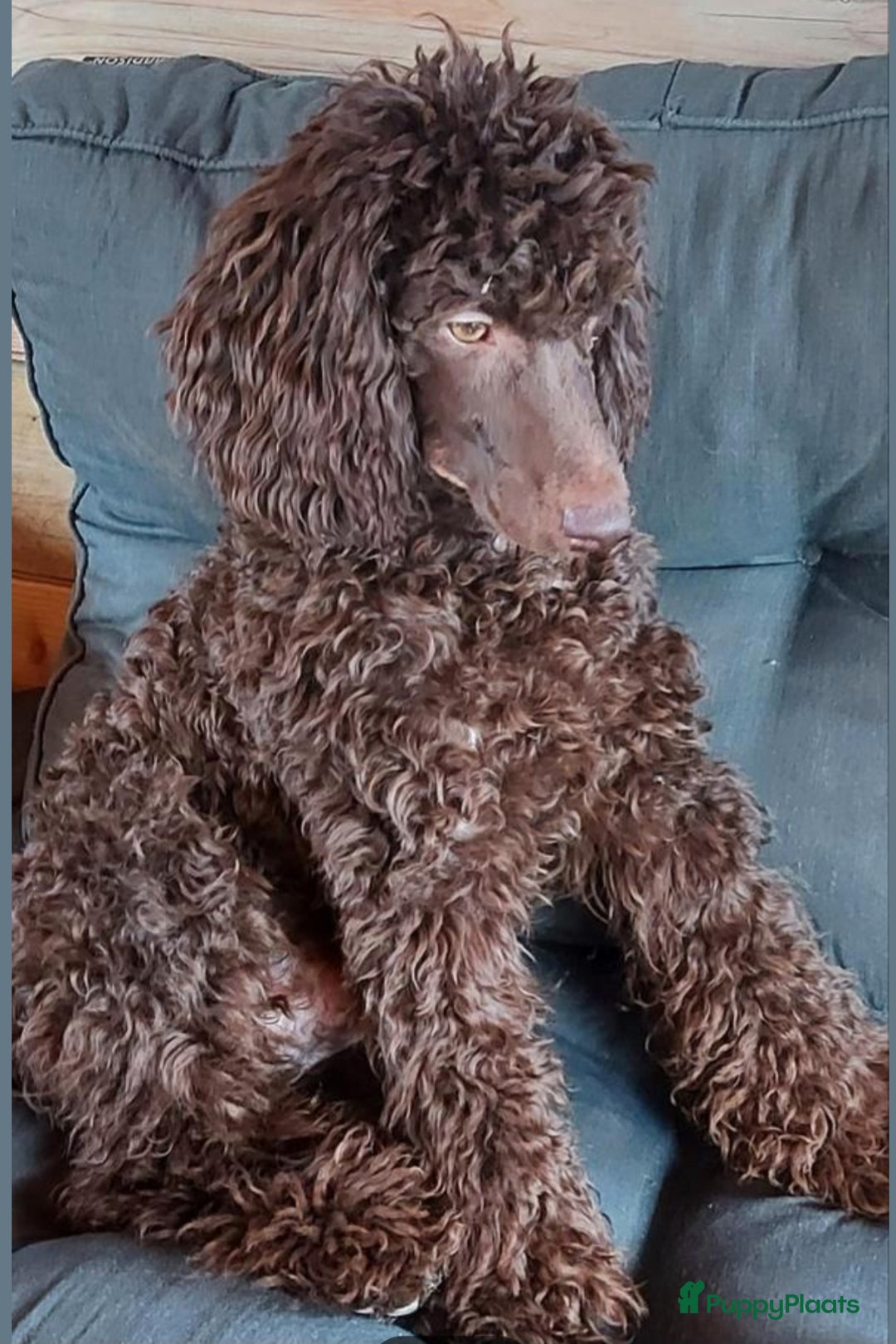 Cockapoo honden te koop: Nestje cockapoo  - Afbeelding 2