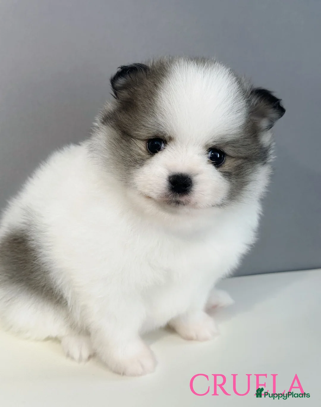 Pomeriaan honden ter dekking: Mooi dekreu pomeriaan (niet te koop) - Advertentie 14