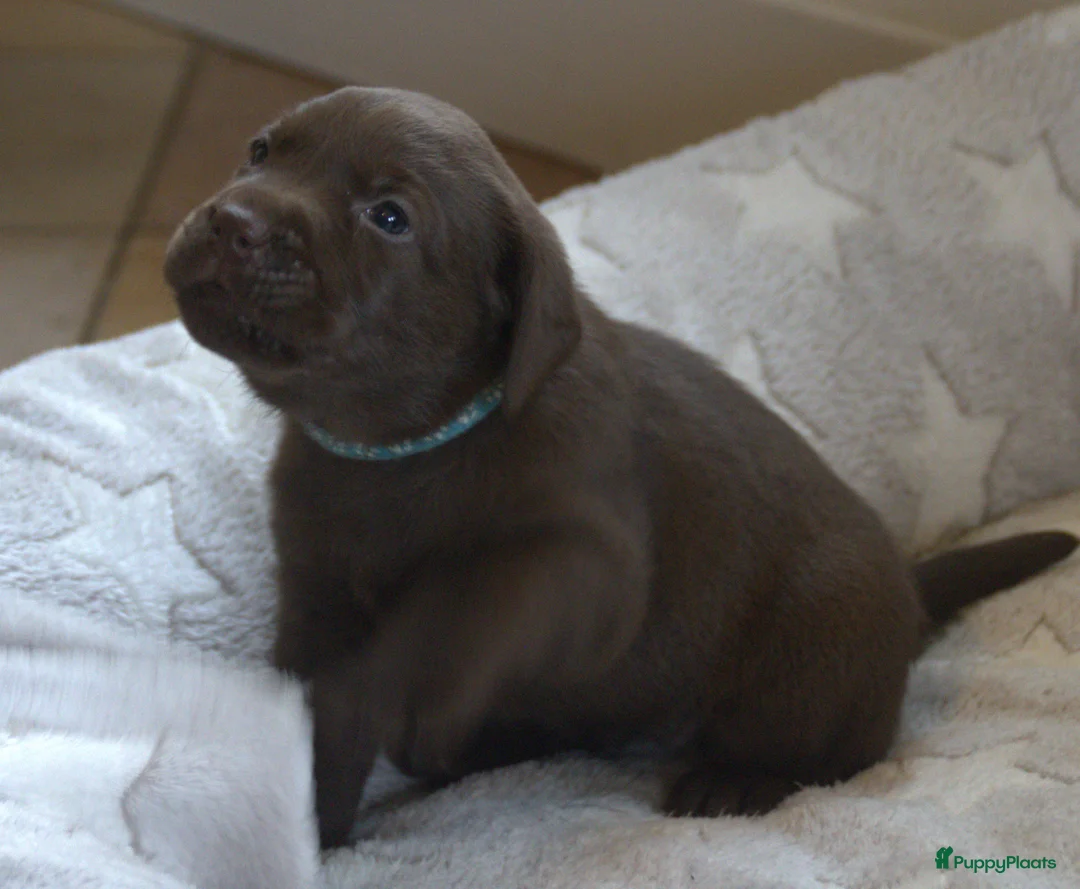 Labrador Retriever honden te koop: Prachtige chocoladebruine Labrador pups - Advertentie 11